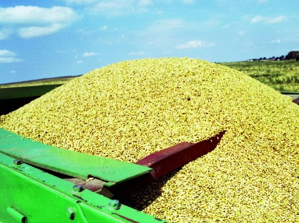 Россия назвала условие экспорта зерна: хотите пшеницу — платите рублями