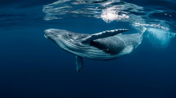 Ethereum фиксирует массовую активность китов на фоне падения цен на ETH: сантимент