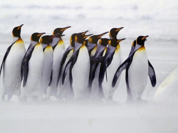 Императорским пингвинам предрекли катастрофу из-за резкого таяния антарктических льдов