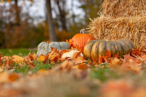 Лучшие даты для работы в саду и огороде в октябре 2023 согласно посевному календарю