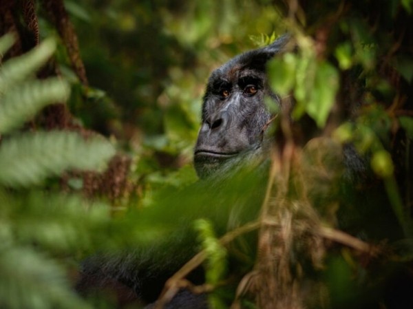 Найденная древняя обезьяна заставила ученых усомниться в истории происхождения человека