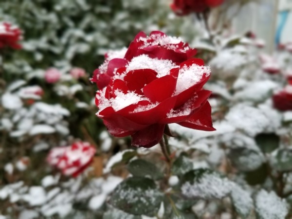 Правила зимовки для роз: как и какие сорта нужно укрывать перед холодами