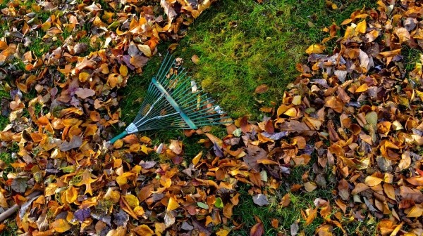 Оставьте на зиму: почему не нужно сгребать опавшие листья