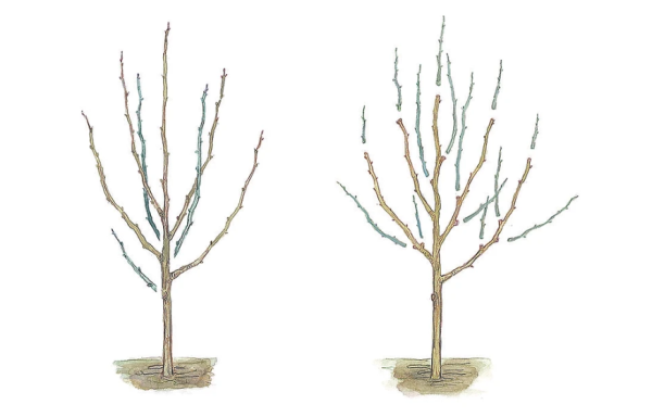 Как подготовить сад к зиме, следуя 3 правилам осенней обрезки деревьев и кустов