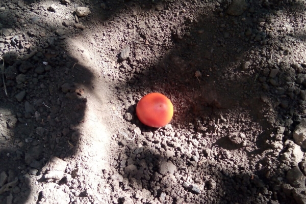 В чем преимущества посадки помидоров под зиму, как это сделать