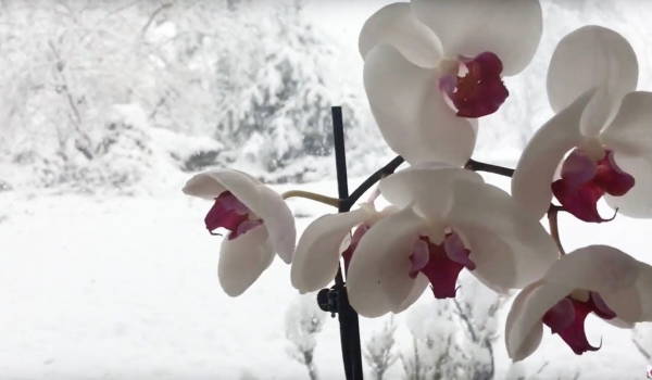По какой причине орхидеи вянут зимой: 5 ошибок в уходе